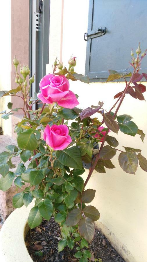 Bed and Breakfast Quinta Do Outeiro Vila Nova de Poiares Exterior foto