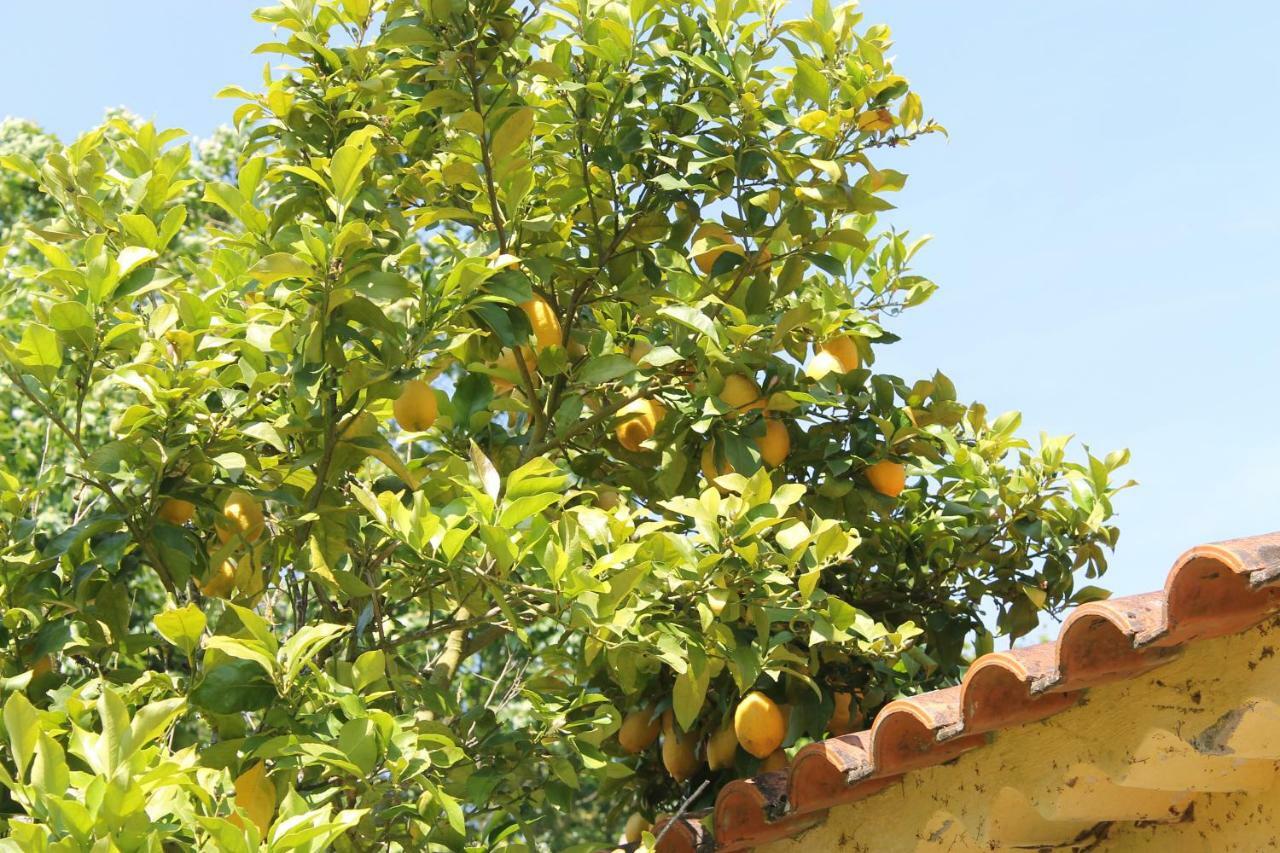 Bed and Breakfast Quinta Do Outeiro Vila Nova de Poiares Exterior foto
